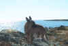 Picture 025.jpg (70458 byte)
