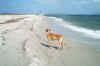 spiaggia15_06_04 006.jpg (528827 byte)