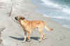 spiaggia15_06_04 007.jpg (260538 byte)