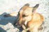 spiaggia18_06_04 005.jpg (533962 byte)
