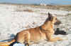spiaggia18_06_04 010.jpg (251306 byte)