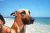 spiaggia 003.jpg (499980 byte)